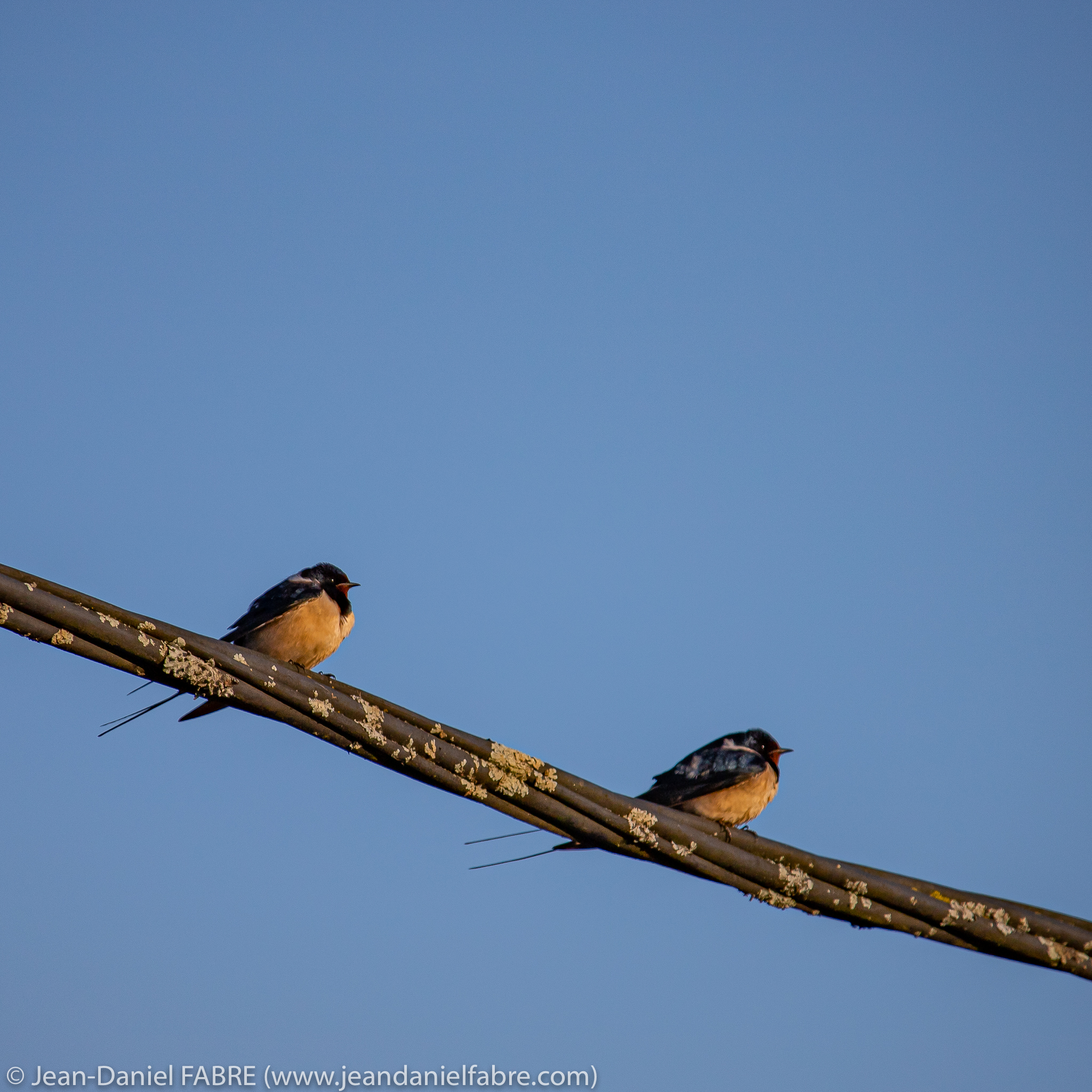 2021 04 03 IMG 9187 web jeandanielfabre1