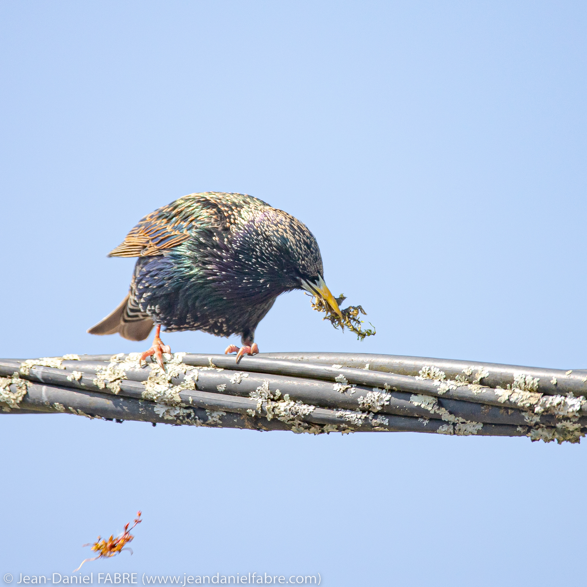 2021 04 18 IMG 9415 web jeandanielfabre