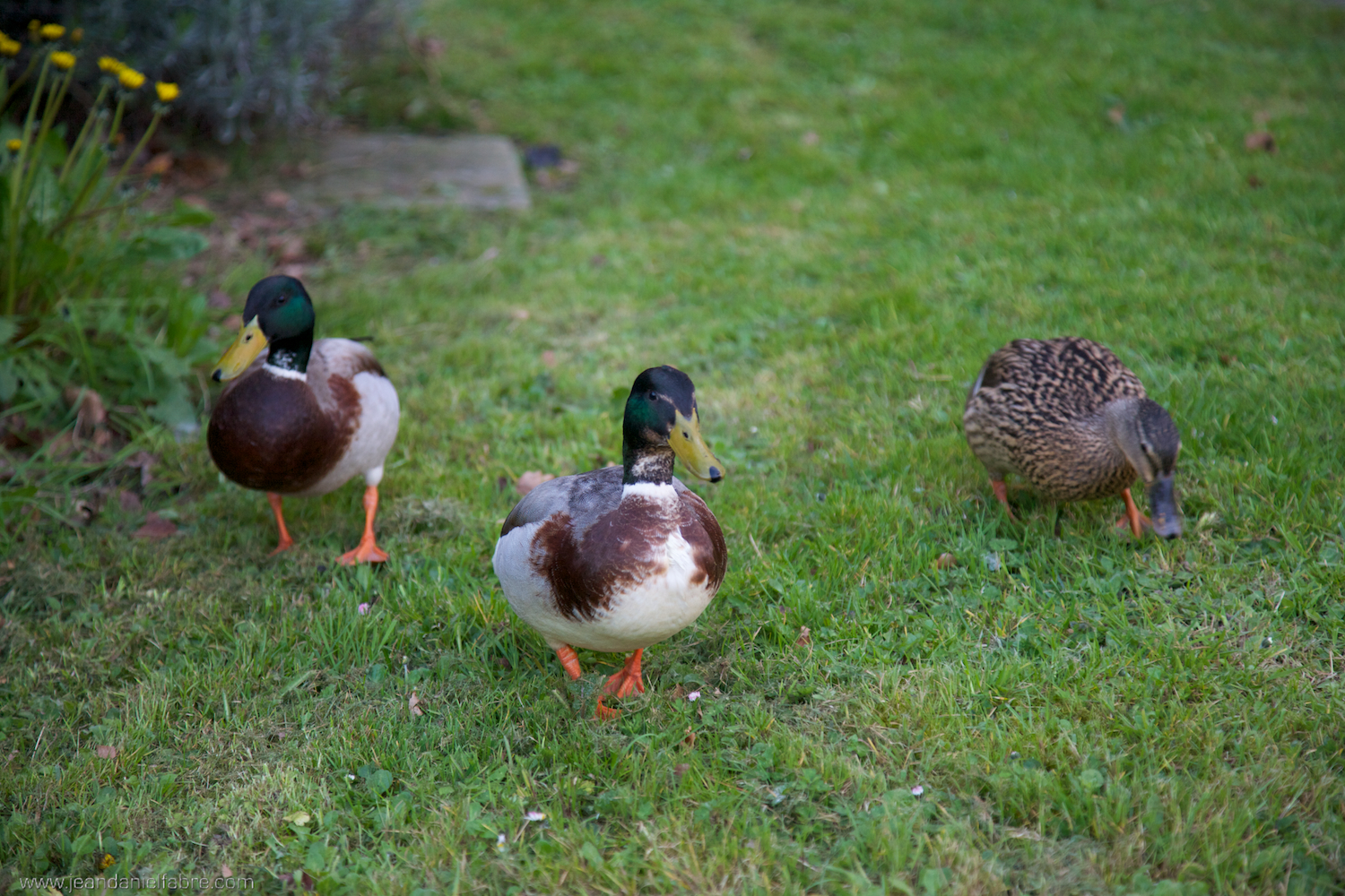Canards