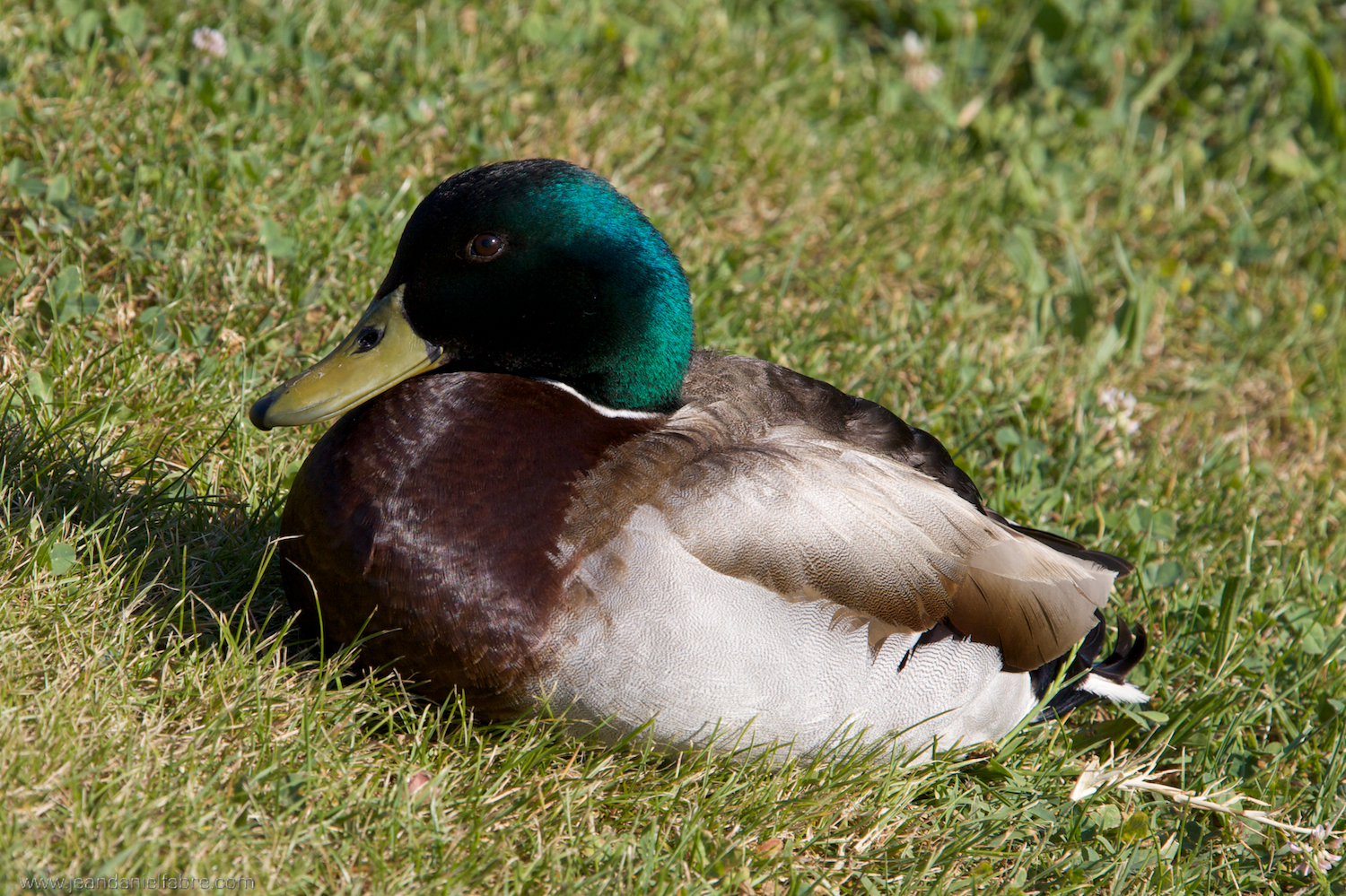 Canard